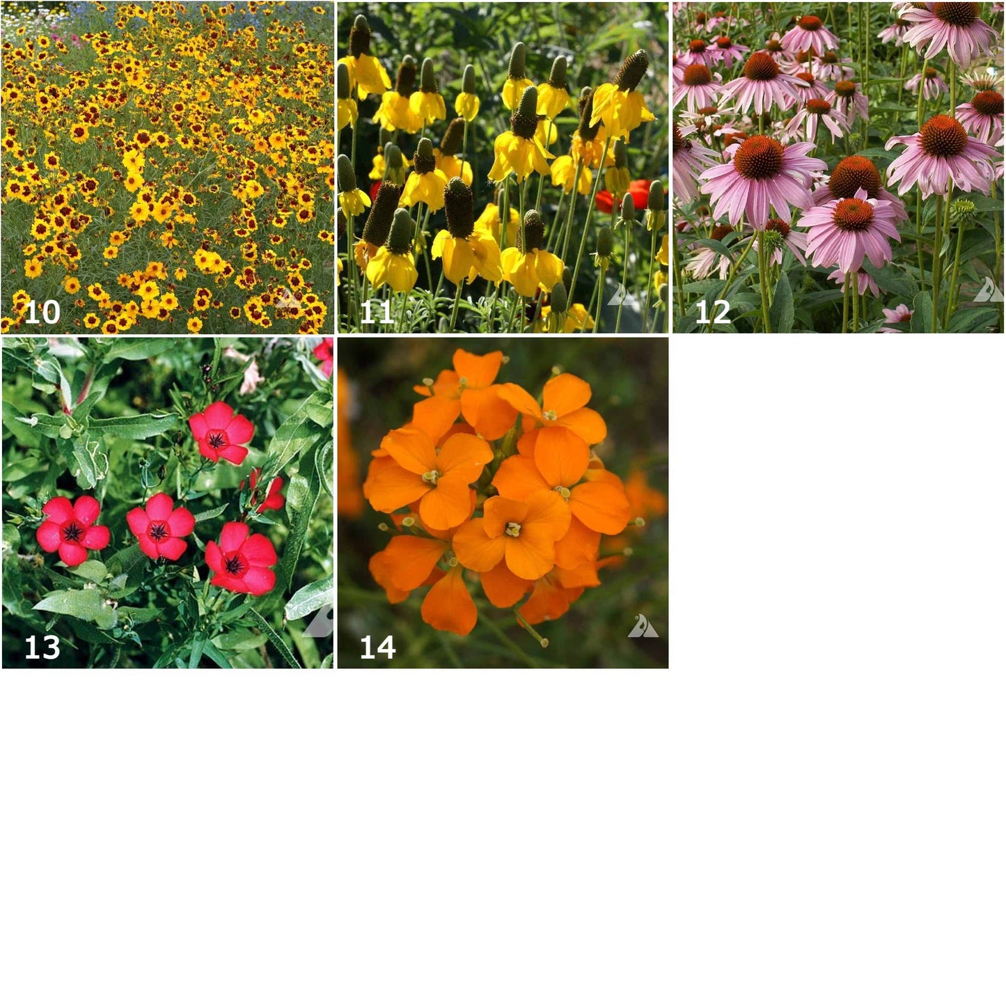 Garden Sprinkles Wildflowers