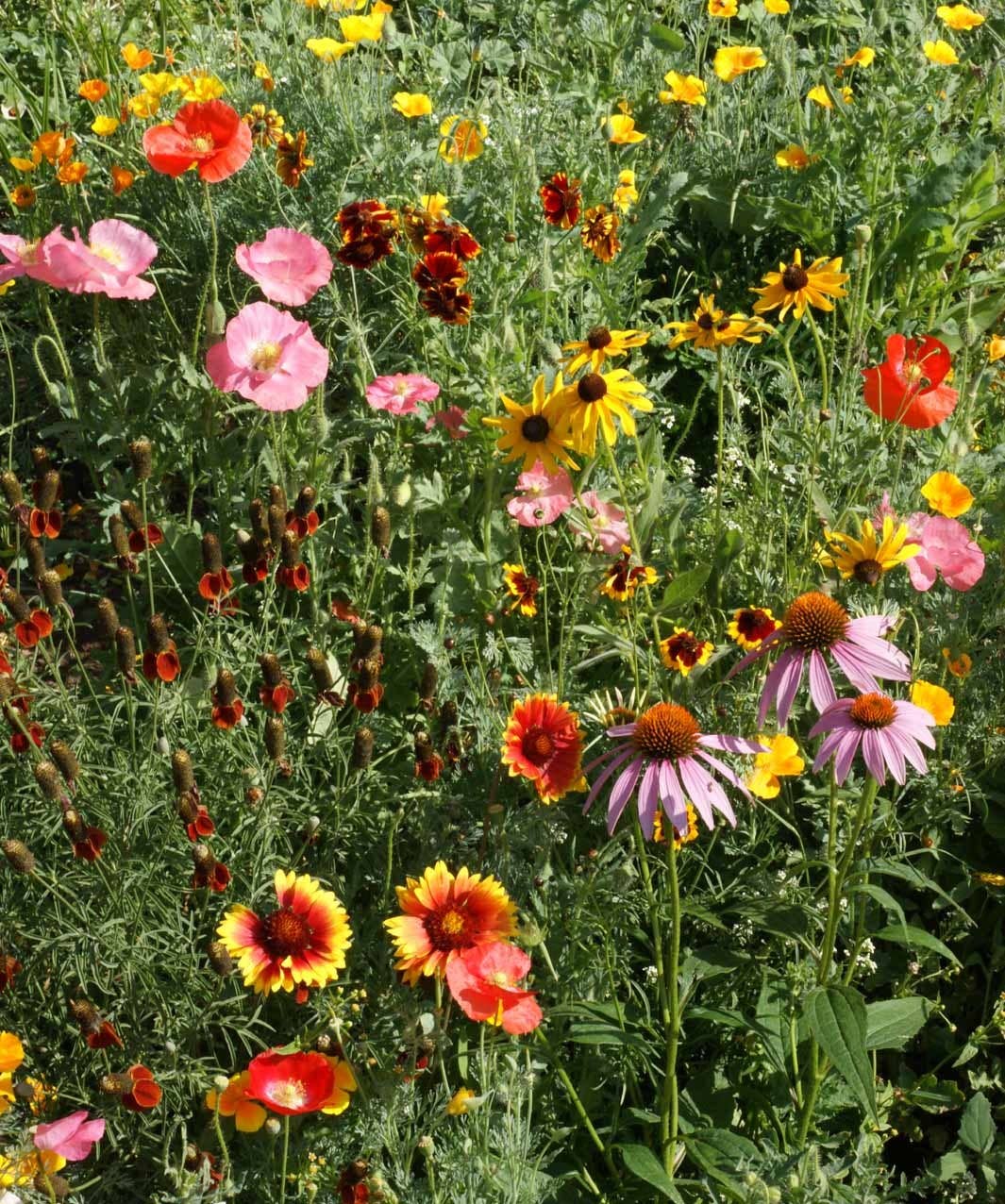 Garden Sprinkles Wildflowers