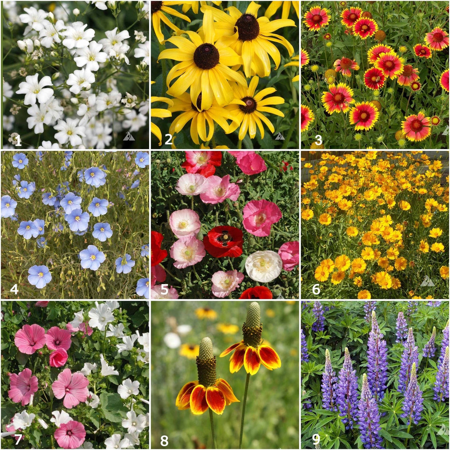 Garden Sprinkles Wildflowers