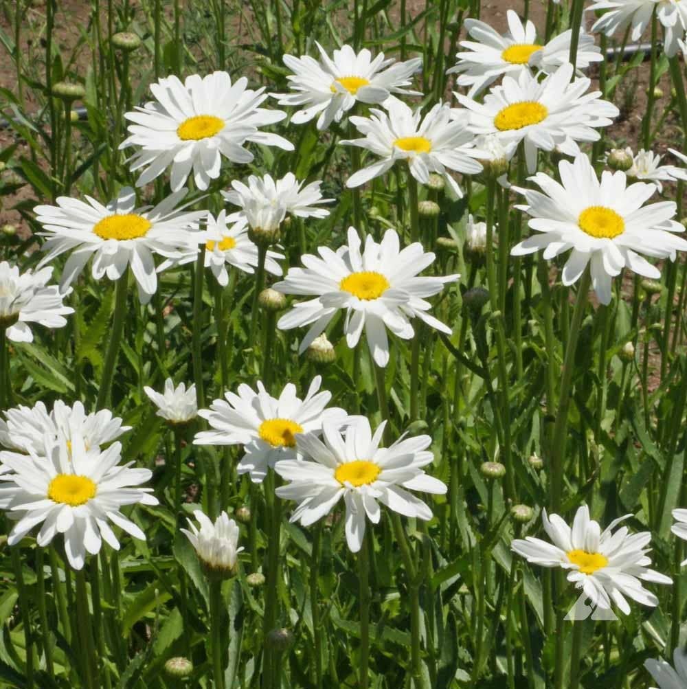 Growing Wishes Flower Garden