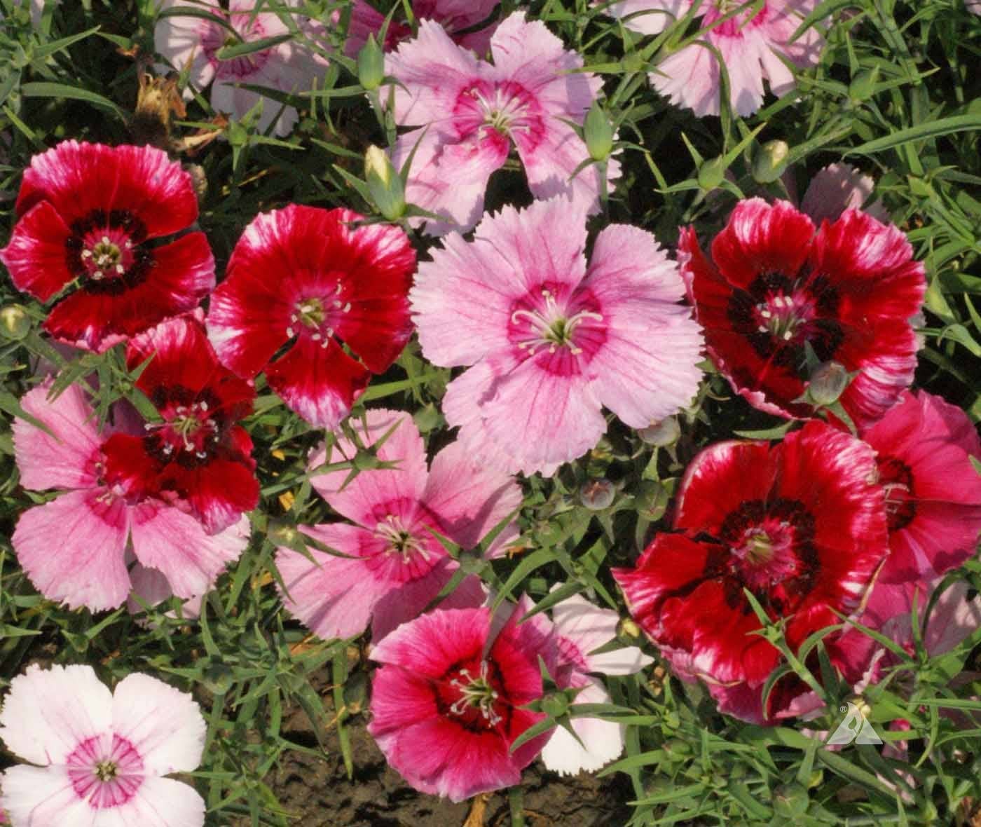 Growing Wishes Flower Garden