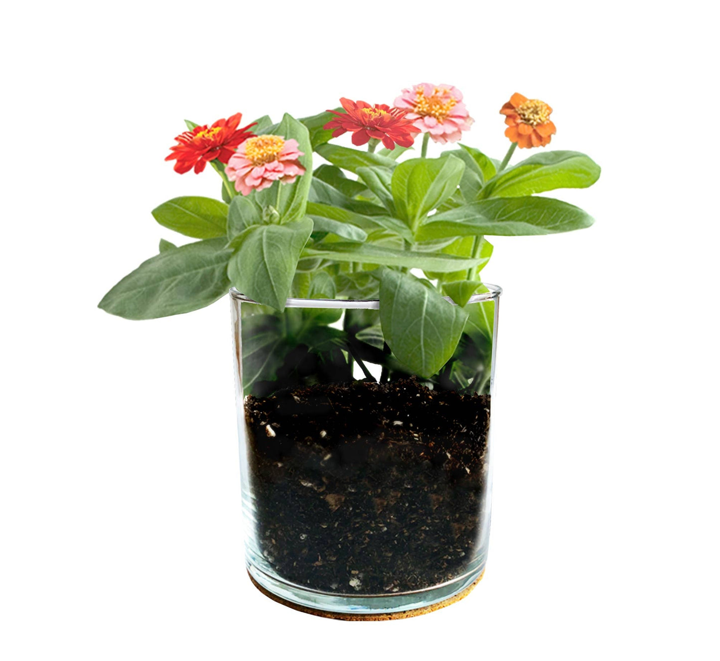 Mom Zinnias Container Garden