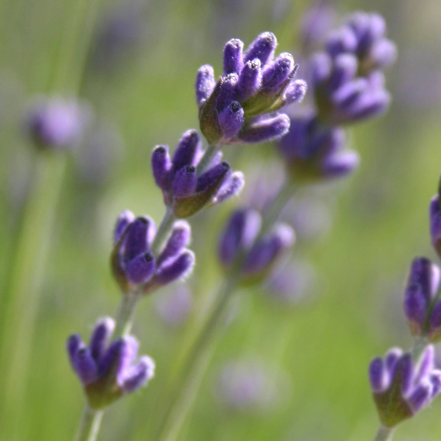 Growing Wishes Flower Garden