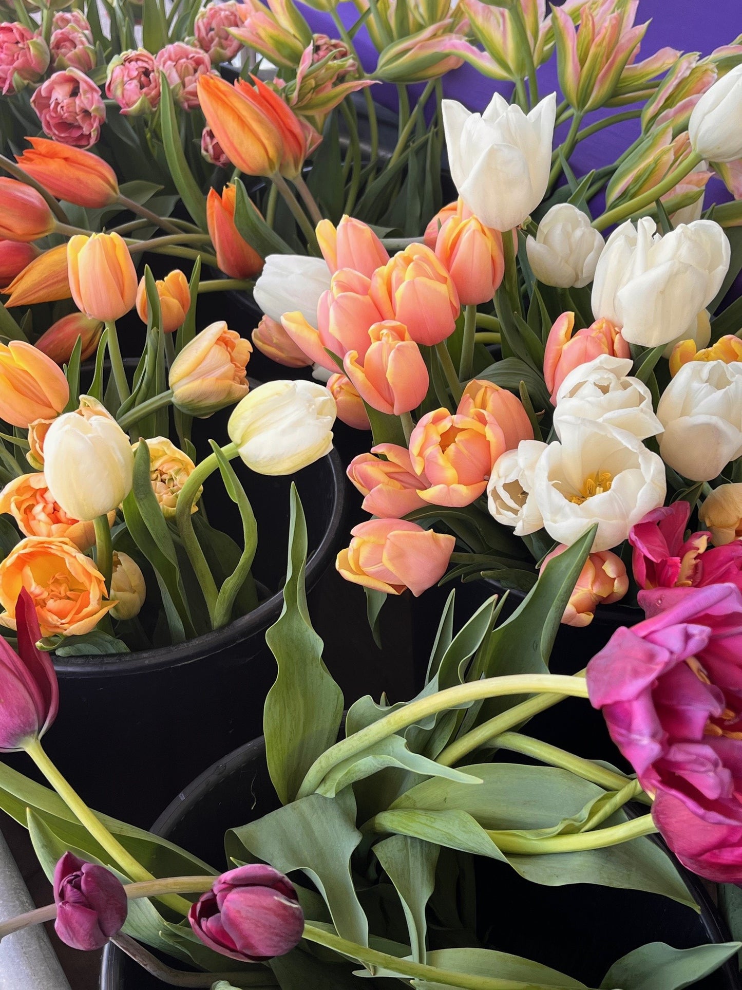 05/10/25 3rd Annual Mother's Day Snip, Sip, Spa & Shop