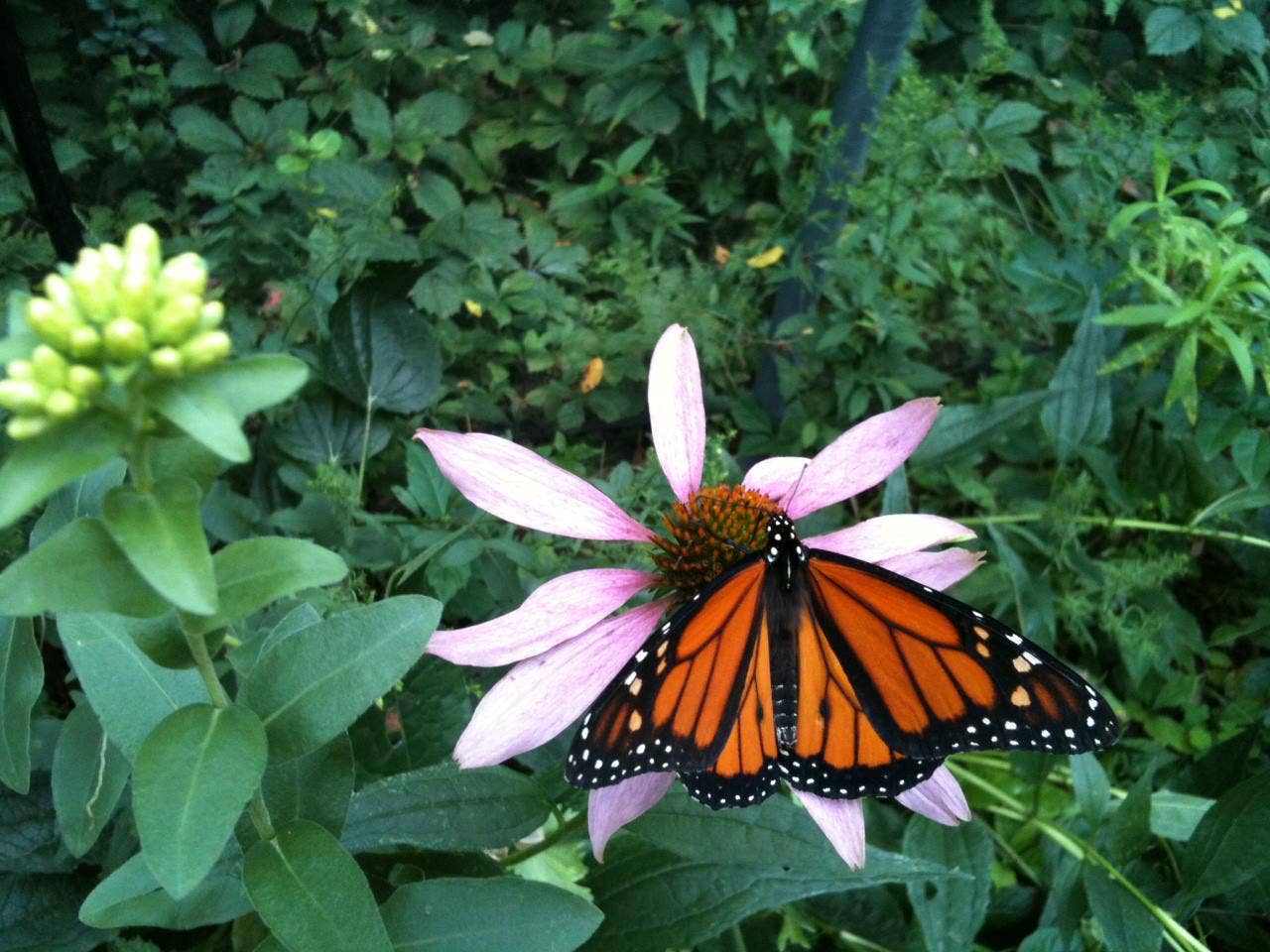 Garden Maker Butterfly Habitat
