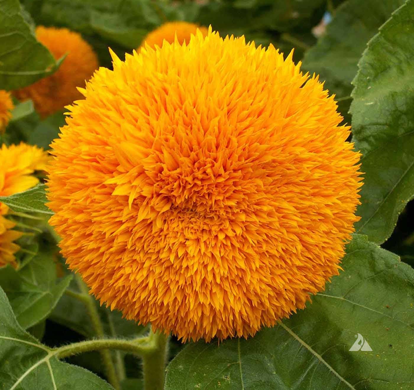 Growing Wishes Flower Garden