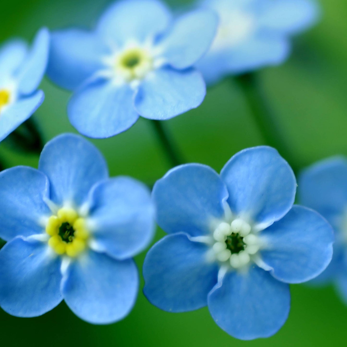 Growing Wishes Flower Garden