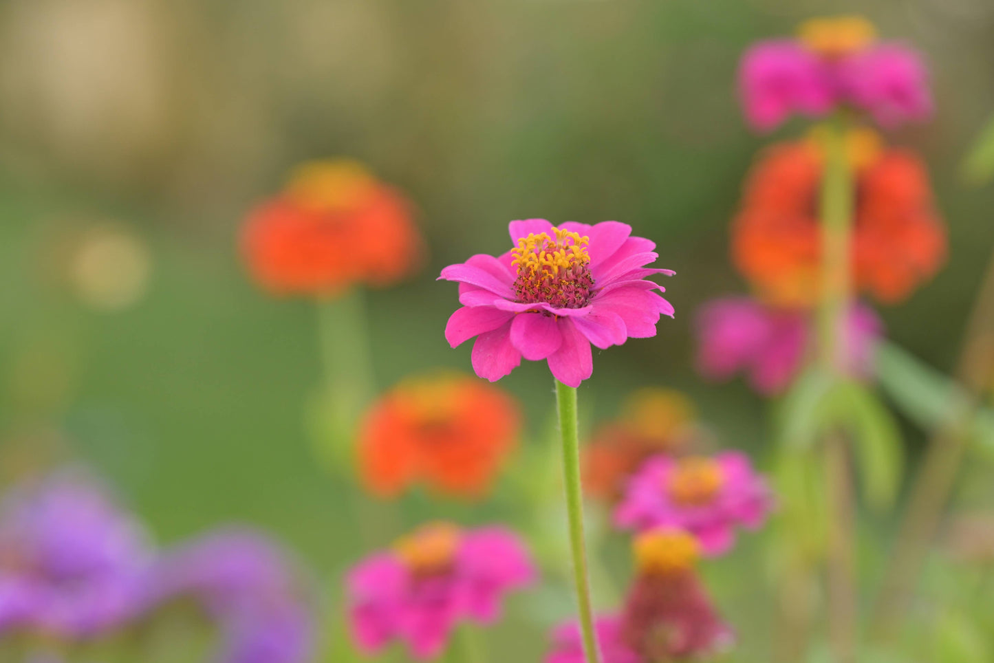 Growing Wishes Flower Garden