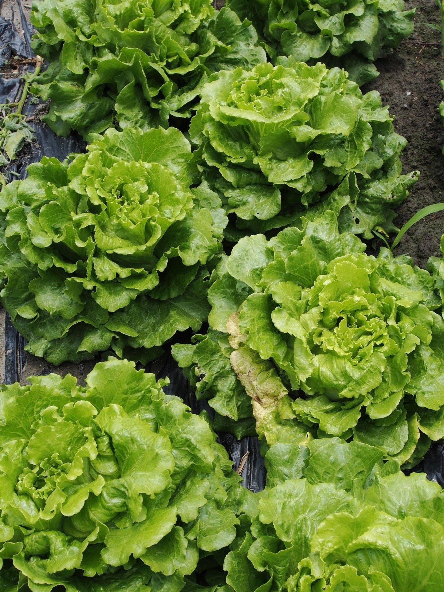 Lettuce, Heirloom Garden Seed Packet - La Vie Est Belle
