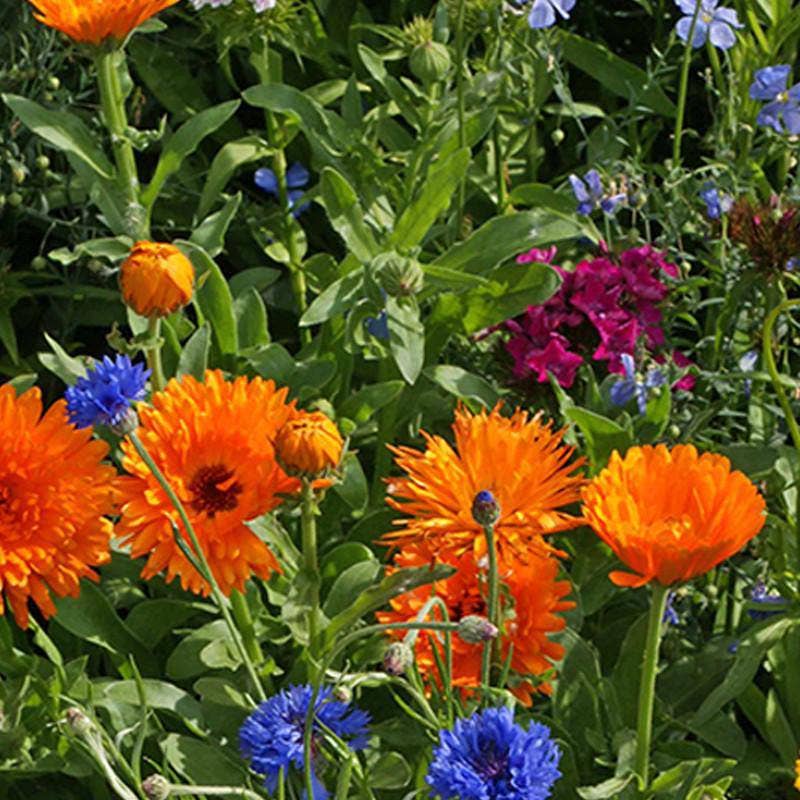 Wildflowers, Annual Garden Seed Packet - La Vie Est Belle