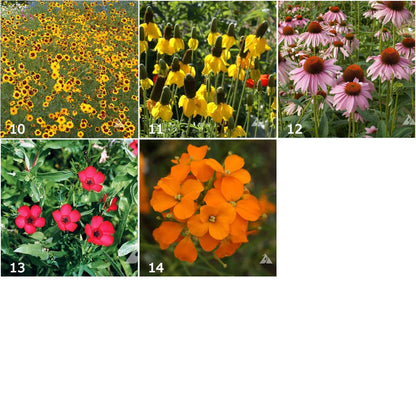 Garden Sprinkles Wildflowers