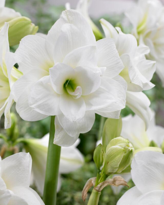 Amaryllis Bulbs Provided by Local Grower, Ladybug & Blooms