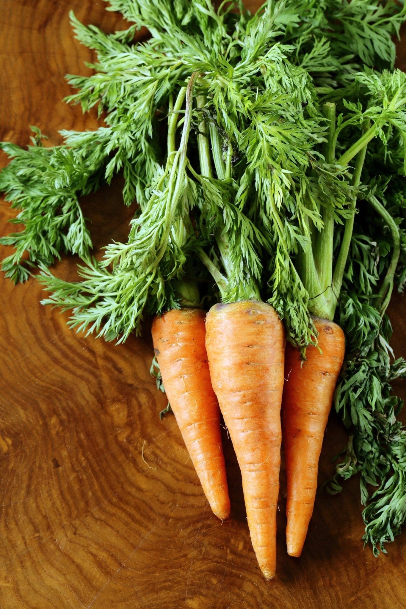 Carrot, Half Long Heirloom Garden Seed Packet - La Vie Est Belle