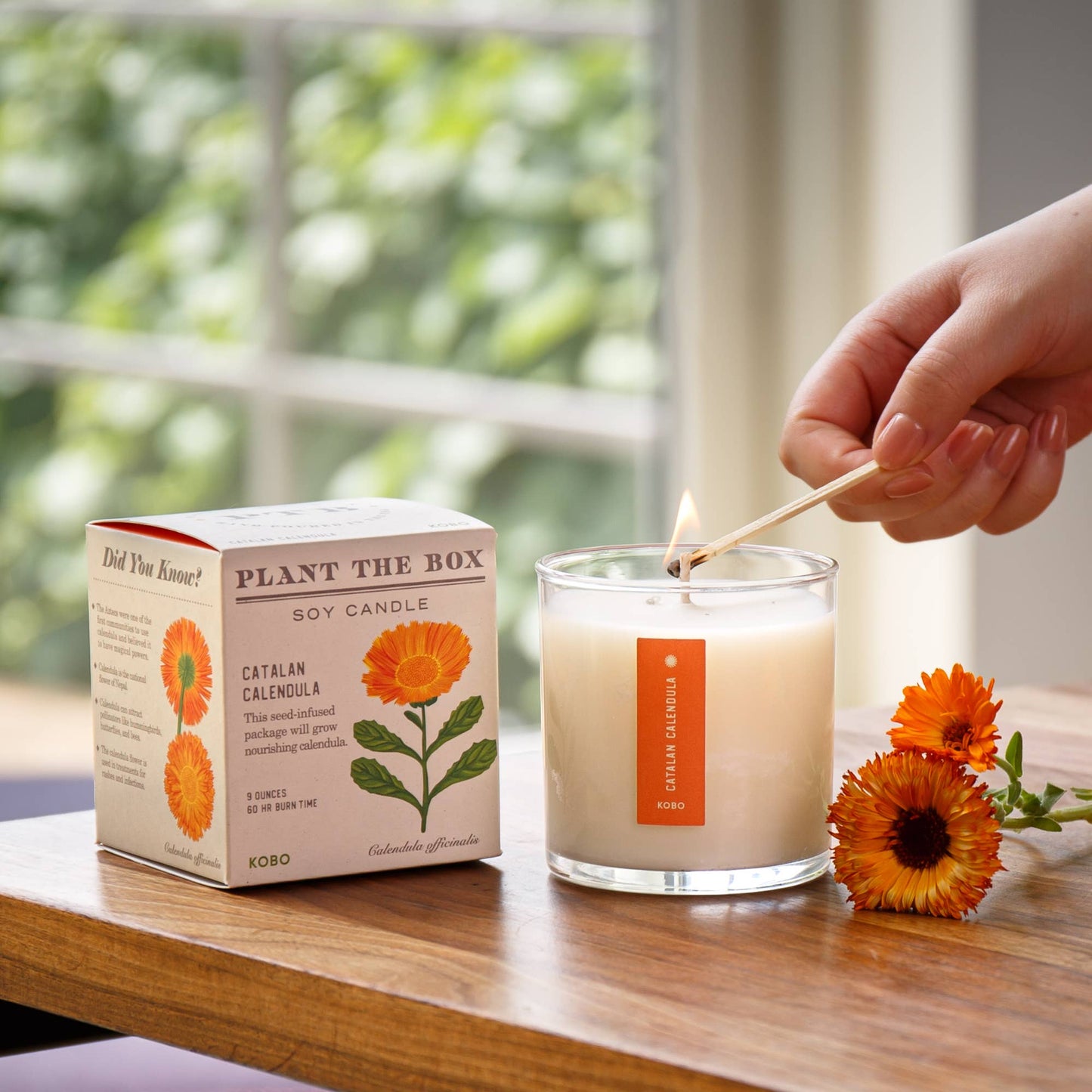 Catalan Calendula - Plant the Box Candle - 9oz. - La Vie Est Belle