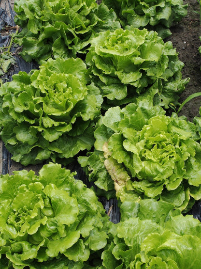 Lettuce, Heirloom Garden Seed Packet - La Vie Est Belle