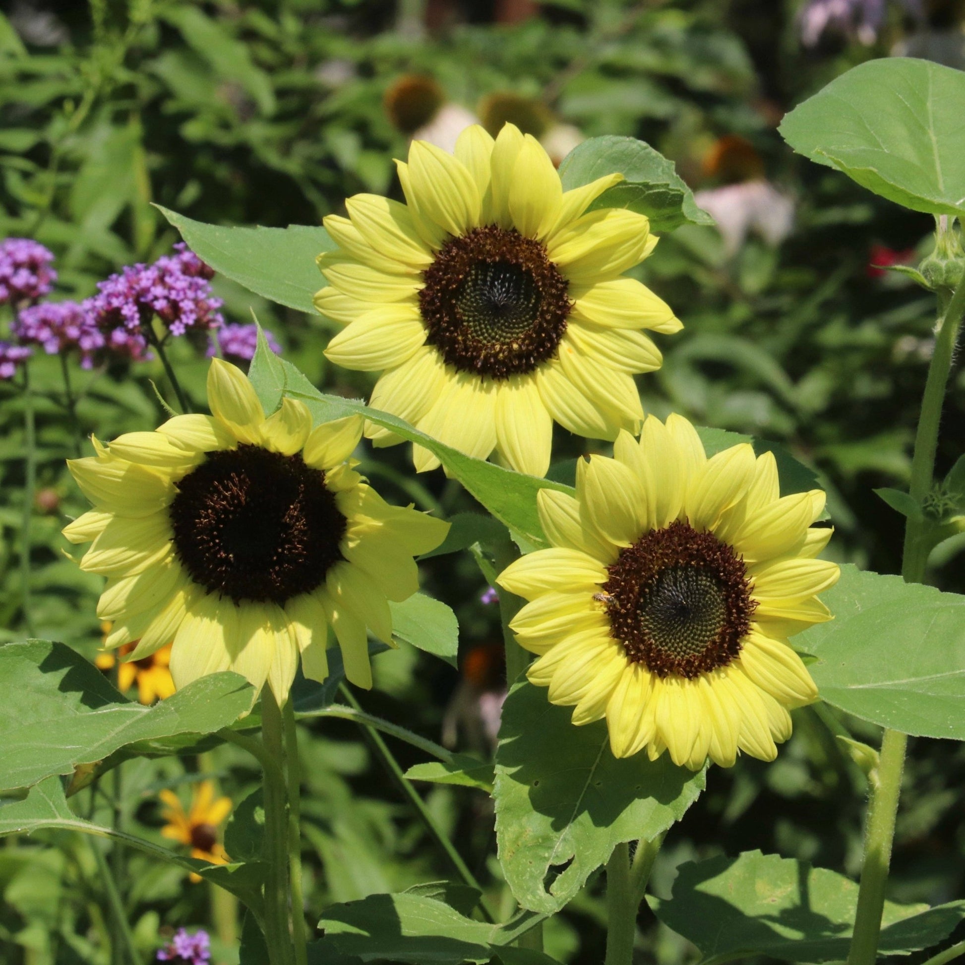 Sunflower, Heirloom Garden Seed Packet - La Vie Est Belle