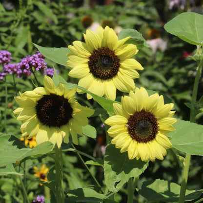 Sunflower, Heirloom Garden Seed Packet - La Vie Est Belle