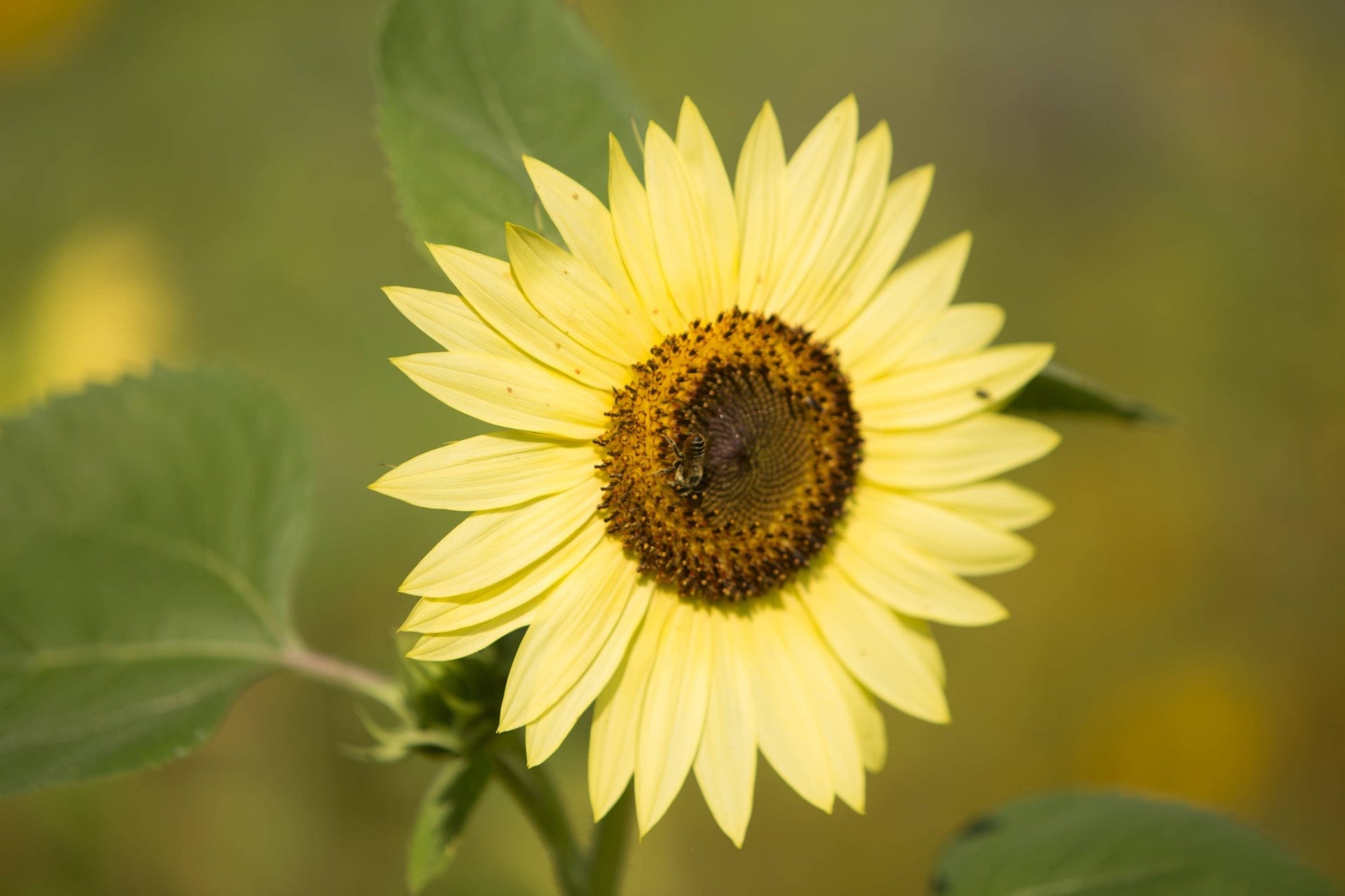 Sunflower, Heirloom Garden Seed Packet - La Vie Est Belle