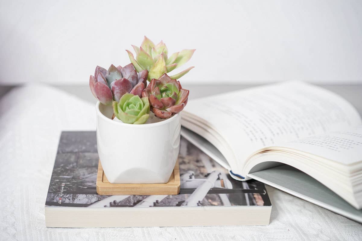 White Pot w/ Saucer - La Vie Est Belle