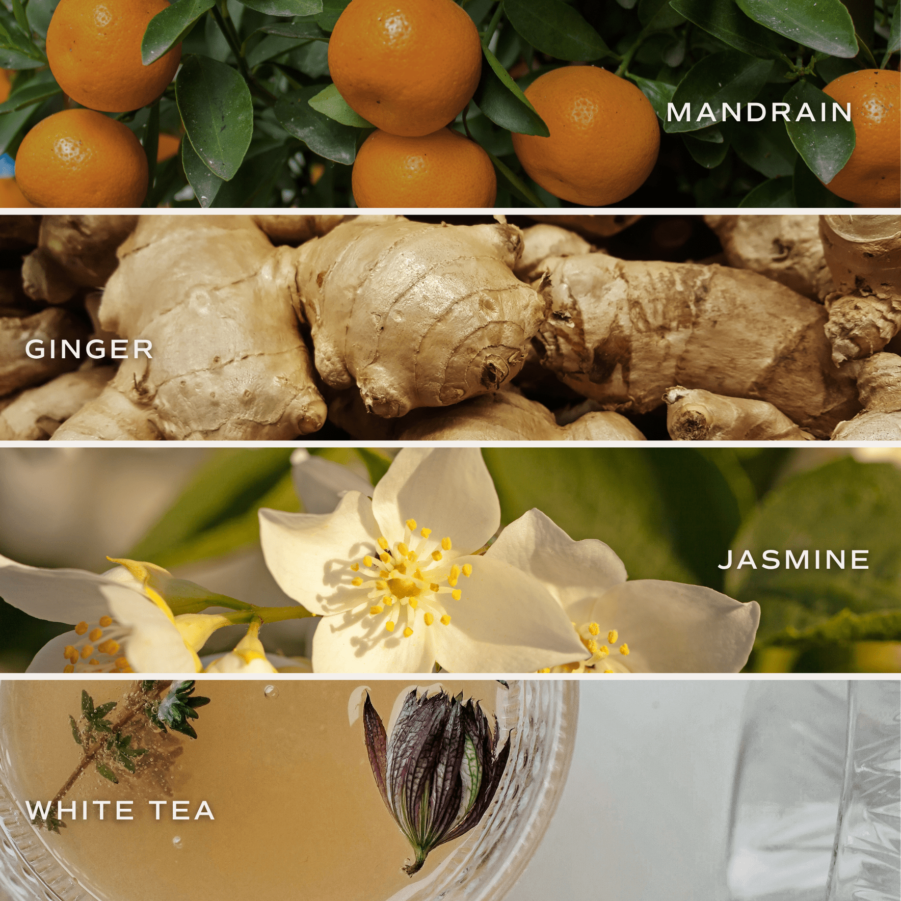 White Tea and Jasmine 4.6 oz Bath Bomb - La Vie Est Belle