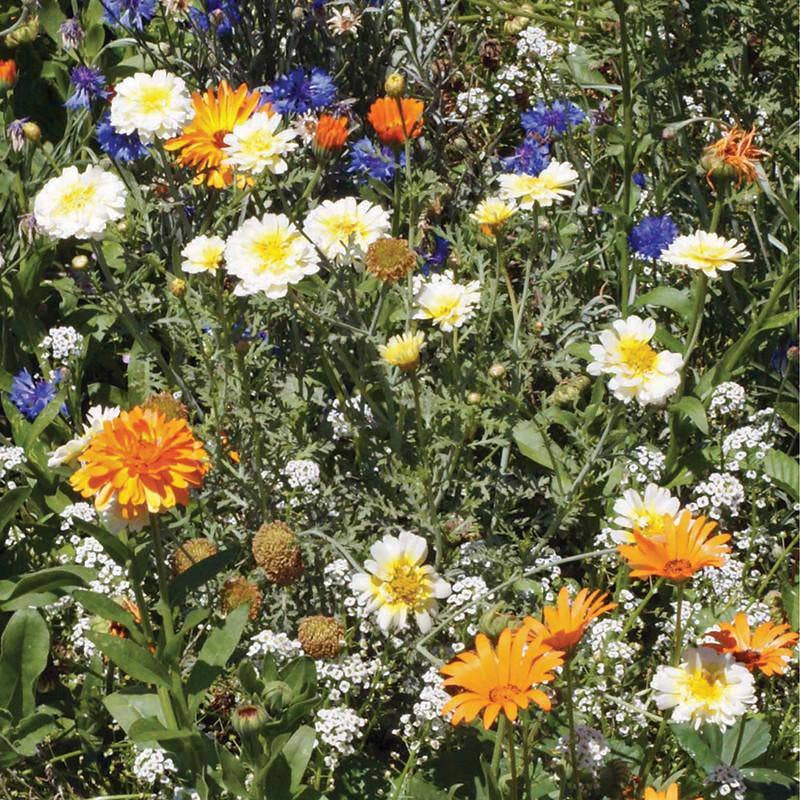 Wildflowers, Annual Garden Seed Packet - La Vie Est Belle