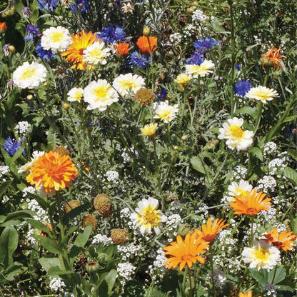 Wildflowers, Annual Garden Seed Packet - La Vie Est Belle
