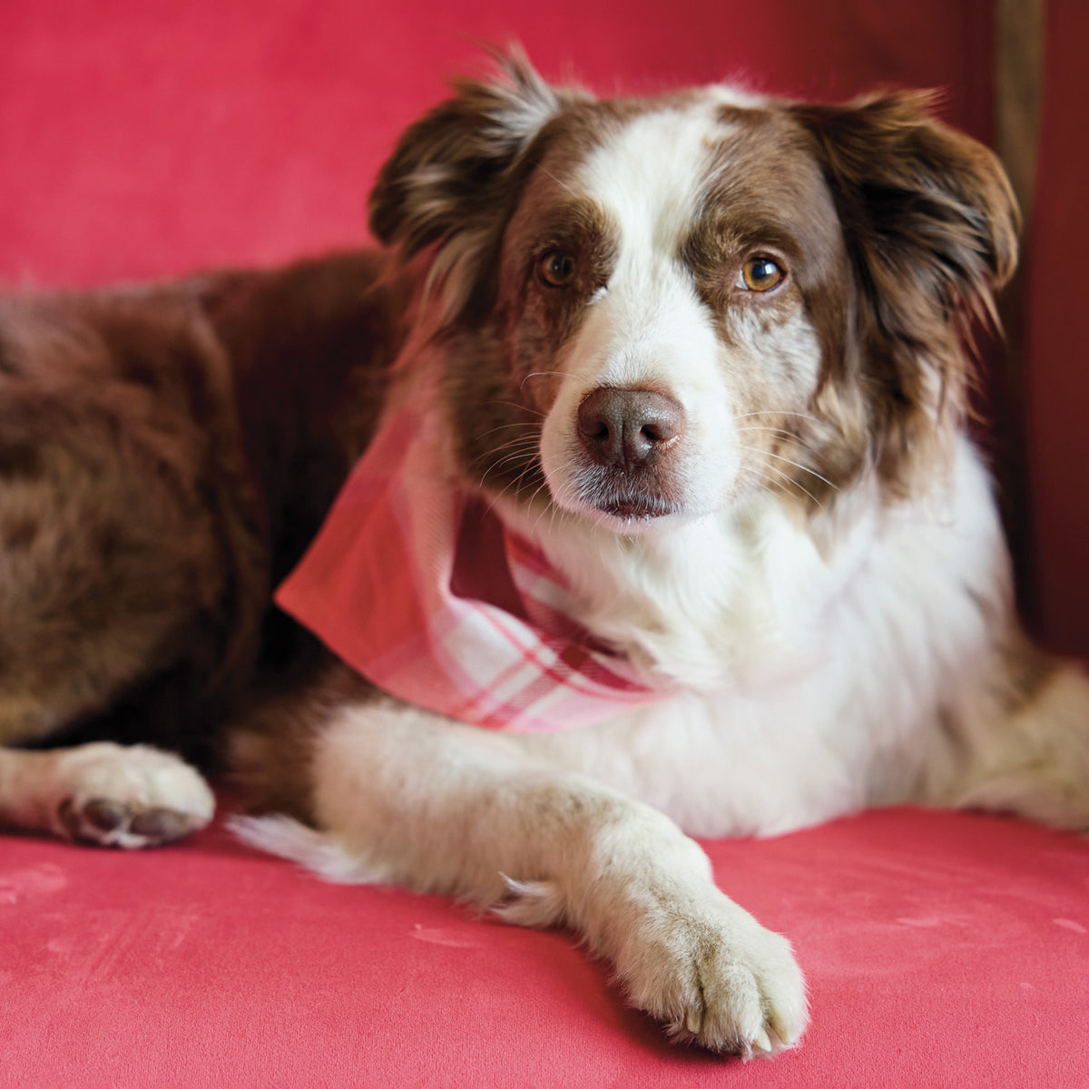 Cotton Flannel Dog Scarf with Tartan Plaid Pattern, 6 Styles